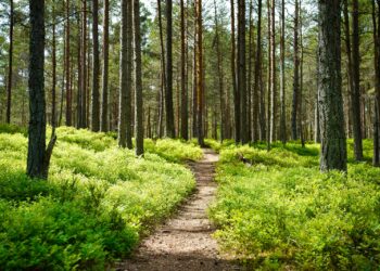 Vrouw wandelt stevig door op een bospad in de herfst