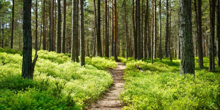 Vrouw wandelt stevig door op een bospad in de herfst