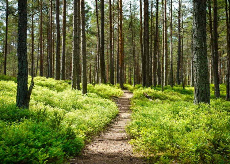 Vrouw wandelt stevig door op een bospad in de herfst