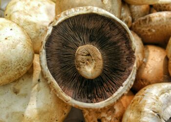 Gesneden champignons in één laag op een bord in de zon