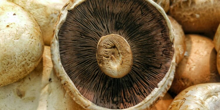 Gesneden champignons in één laag op een bord in de zon