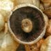 Gesneden champignons in één laag op een bord in de zon