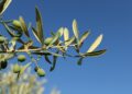 Mediterrane maaltijd met vis, olijfolie en peulvruchten