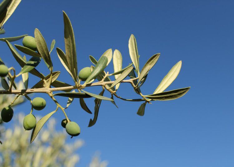 Mediterrane maaltijd met vis, olijfolie en peulvruchten