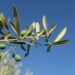 Mediterrane maaltijd met vis, olijfolie en peulvruchten